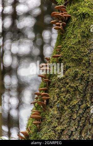 Fungi growing on a tree in a Bavarian forest Stock Photo