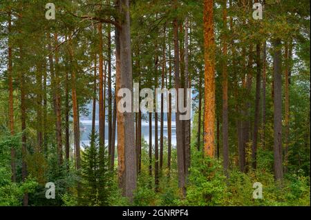 A glimpse of Norsjø lake in Telemark, Norway, seen through a forest of tall and mature pine trees. Stock Photo