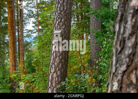 Wooden bird nest box placed on a tall and mature pine tree in a forest. Stock Photo