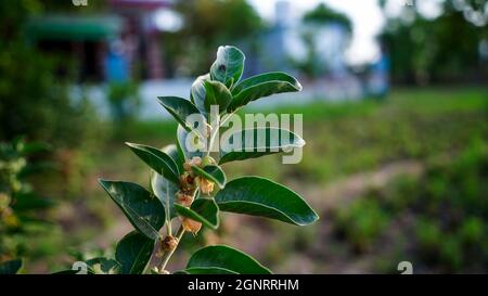 Ashwagandha Indian Ginseng Stock Photo Alamy