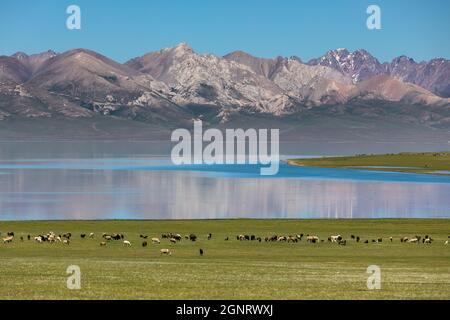 herds grazing on grassy shore of high altitude mountain lake Stock Photo