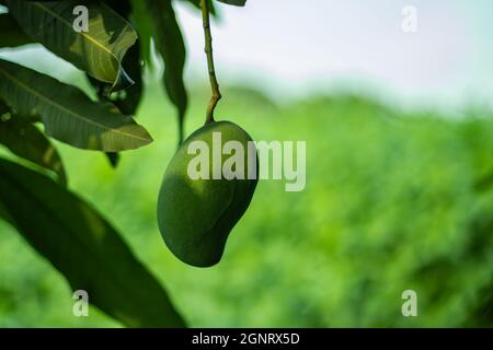 The green sour raw mango front on the jute stick plant green background in behind village house Stock Photo