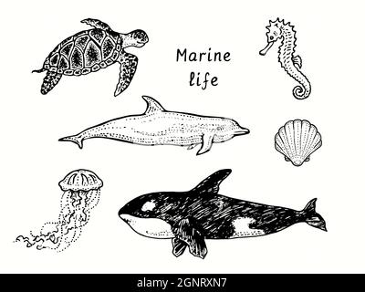 Marine life collection, Sea turtle Chelonioidea, Jellyfish, Orca, Bottlenose dolphin, Seahorse, Seashell. Ink black and white doodle drawing Stock Photo