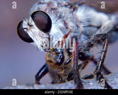A predatory Robber Fly native to Arizona, family Asilidae, feeding on a helpless Honey Bee that it had caught. Just like a Vampire this Fly kills its Stock Photo