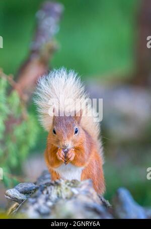 Red Squirrel (Sciurus vulgaris) sat on fence holding food. Perthshire Scotland UK. June 2021. Stock Photo