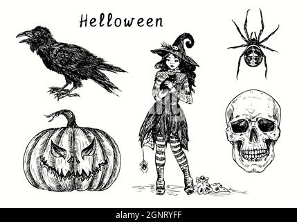 Halloween collection, Black crow, pumpkin Jack-o-lantern, Cute small witch in hat holding black cat, Spider and scull. Ink black and white drawing Stock Photo