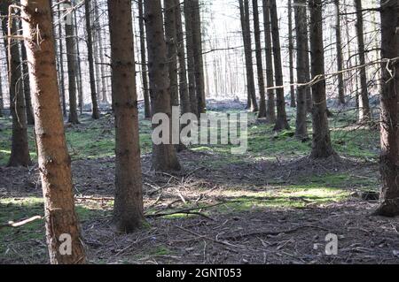 junger plantagenwald mit sonne im winter Stock Photo