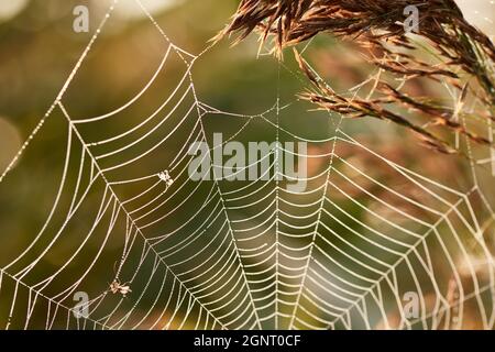 Spider web with dew drops and trapped insects in the reed Stock Photo
