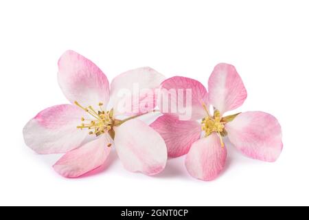 Apple Flowers  isolated on white background Stock Photo