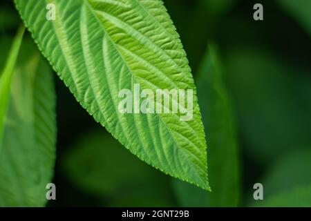 Tossa jute, leaf or Corchorus olitorius, also called Jew's mallow