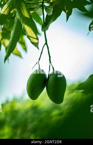 Two green sour unripe mangoes on white and sky blue and white background Stock Photo