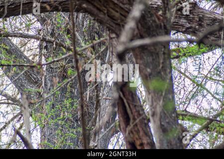 Summer tanager (Piranga rubra) in Guatemala Stock Photo