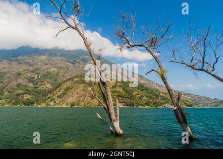 Coast of Atitlan lake, Guatemala. Rising levels of this lake causing submersion of trees. Stock Photo