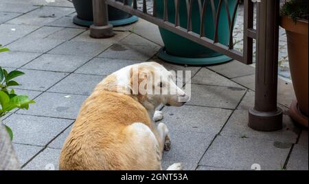 Ginger homeless dog sadly looking down. He put his head on his paw. Homeless dog concept. Conceptual image. Stock Photo