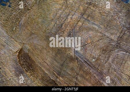 Background texture of cut tree log, wood grain ring pattern Stock Photo
