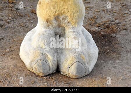 Closeup on Camel leg Stock Photo