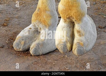 Closeup on Camel leg Stock Photo