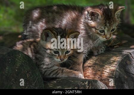 Two cute European wildcat / wild cat (Felis silvestris silvestris) kittens on wood pile / woodpile in forest Stock Photo