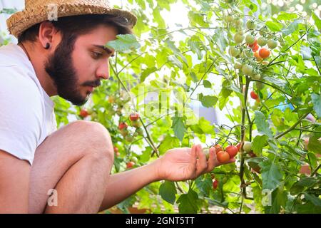 Young caucasian man examining a bunch of cherry tomatoes on a tomatoe plant. Stock Photo