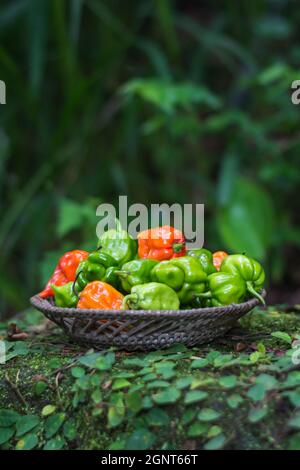 habanero chili peppers, ripe and unripe hot variety of capsicum chinense, green, orange and red color freshly harvested fruits in the garden Stock Photo