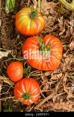 Freshly picked ripe heirloom tomatoes, also called heritage tomatoes, of various sizes on a tomato bed inside a large greenhouse.