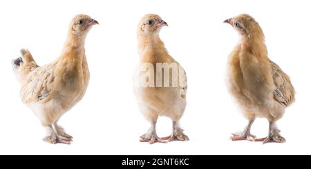 set of young bantam chicken, small variety of fowl, yellow ornamental breed shot in different angles, isolated in white background Stock Photo