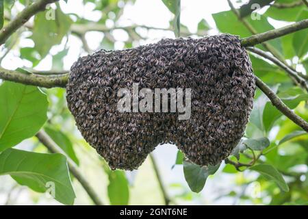 honey bees cluster on a tree branch, closeup view Stock Photo