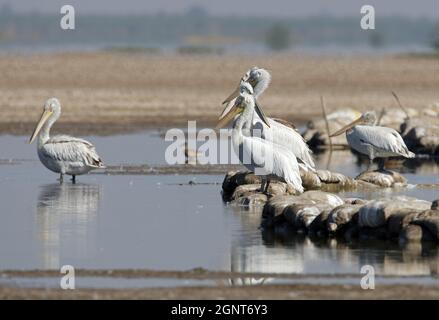Dalmatian Pelican (Pelecanus crispus) group resting on salt pans Little Rann of Kachchh, Gujarat, India       November Stock Photo