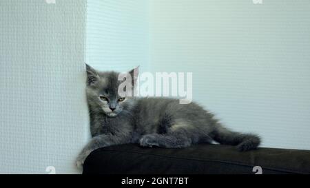 close-up on a cute gray kitten lying down on a sofa and looking at the camera on a white background Stock Photo