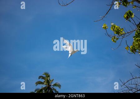 White Tern in FLight -  Pictured White Terns (Dhon Dheeni in Addu Language) are securing the baby bird sitting on a branch due to a crowd of people near. Stock Photo