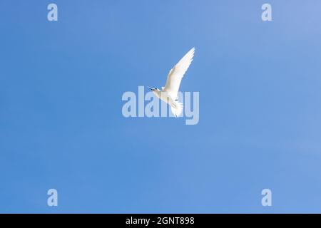 White Tern in FLight -  Pictured White Terns (Dhon Dheeni in Addu Language) are securing the baby bird sitting on a branch due to a crowd of people near. Stock Photo