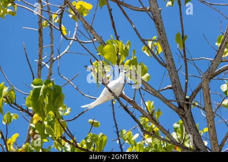 White Tern in FLight -  Pictured White Terns (Dhon Dheeni in Addu Language) are securing the baby bird sitting on a branch due to a crowd of people near. Stock Photo