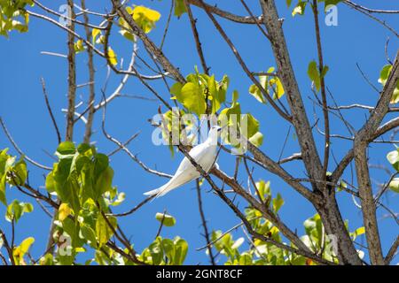 White Tern in FLight -  Pictured White Terns (Dhon Dheeni in Addu Language) are securing the baby bird sitting on a branch due to a crowd of people near. Stock Photo