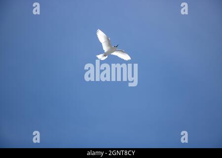 White Tern in FLight -  Pictured White Terns (Dhon Dheeni in Addu Language) are securing the baby bird sitting on a branch due to a crowd of people near. Stock Photo