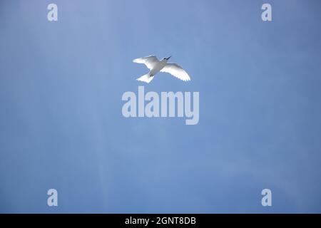 White Tern in FLight -  Pictured White Terns (Dhon Dheeni in Addu Language) are securing the baby bird sitting on a branch due to a crowd of people near. Stock Photo