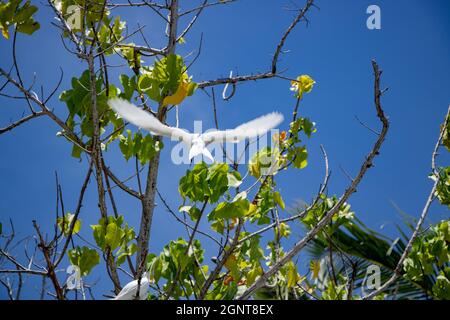 White Tern in FLight -  Pictured White Terns (Dhon Dheeni in Addu Language) are securing the baby bird sitting on a branch due to a crowd of people near. Stock Photo