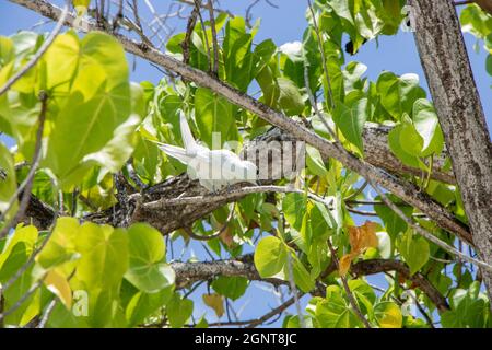 White Tern in FLight -  Pictured White Terns (Dhon Dheeni in Addu Language) are securing the baby bird sitting on a branch due to a crowd of people near. Stock Photo