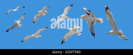 Flying seagulls on clear blue sky background, open wings. European herring gulls flock flight panoramic under view, banner. Aegean sea Greece. Stock Photo