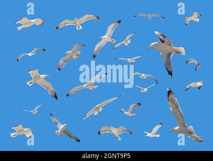 Sea gulls flock flying on clear blue sky background, European herring gulls with open wings, panoramic low angle view, Aegean sea Greece. Stock Photo