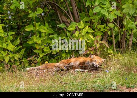 A red fox (Vulpes vulpes), possibly infected in sarcoptic mange, rolls in the dirt  in Michigan, USA  in early autumn. Stock Photo