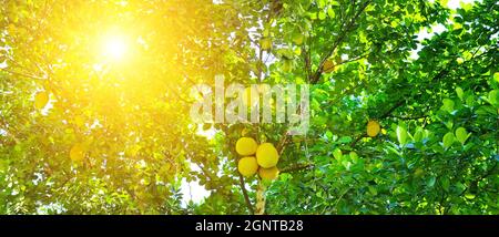 Breadfruit (Artocarpus altilis) tree with ripe fruits. The rays of the bright sun shine through the leaves. Wide photo. Stock Photo