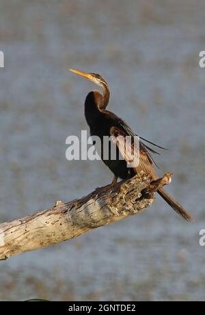 Oriental Darter (Anhinga melanogaster) adult perched on dead branch  Bundala NP, Sri Lanka             December Stock Photo