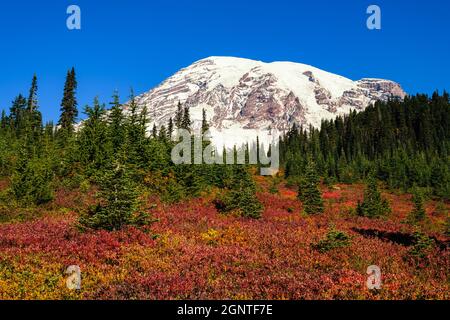 Fall foliage covers the slopes of the volcanic Mount Rainier in a carpet of red and orange Stock Photo