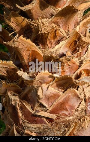 Palm tree trunk texture close up in the sun as background Stock Photo
