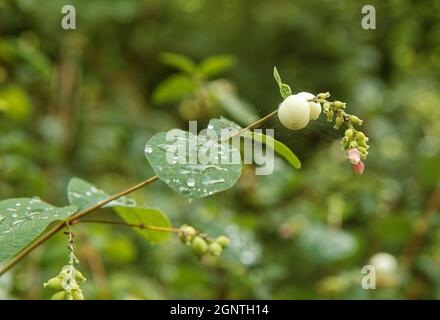 The detail shot of a twig of Symphoricarpos albus with water droplets on the leaves shortly after rain. Also known as common snowberry. Stock Photo