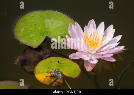 Nymphaea 'Marliacea Rosea' Nymphaea Water lily Stock Photo