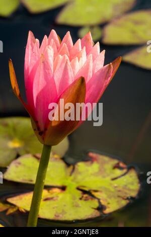 Nymphaea Pink Opal, Nymphaea Water lily pond garden Opening flower water lily flower portrait Stock Photo