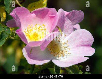 Beautiful pink and yellow flower of dog-rose Stock Photo