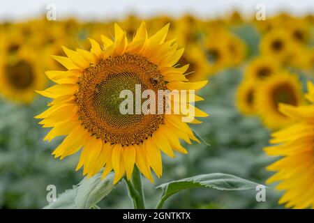 Close-up of a bright yellow sunflower with two bees on a background of blurred sunflowers with copy space Stock Photo