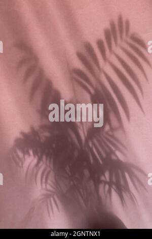 abstracted palm leaf shadow on brown background Stock Photo